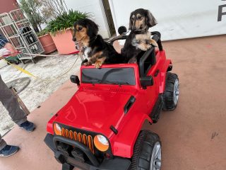 ドッグラン遊具