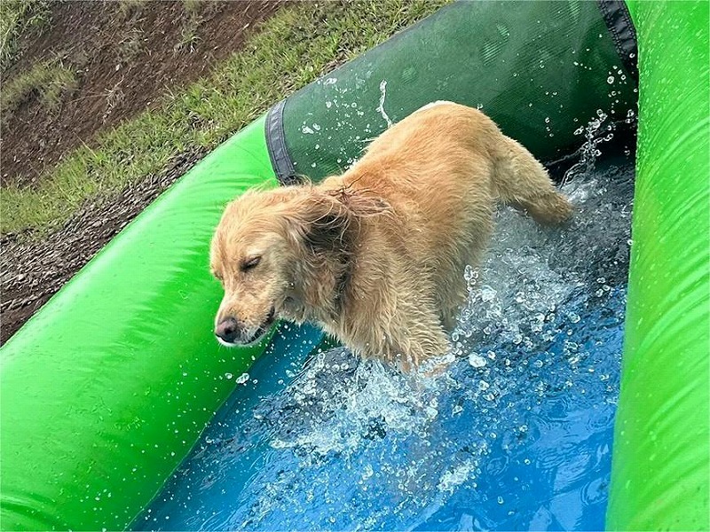 ペット向けウォーキングプールで水遊びをする犬