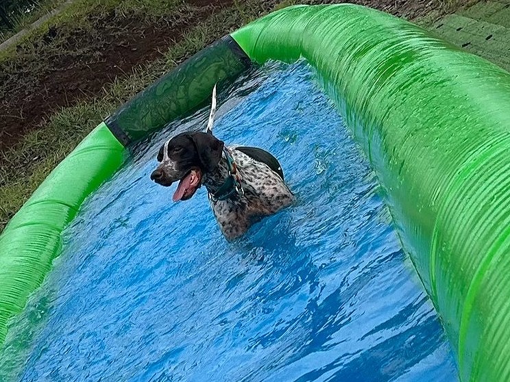 ペット向けウォーキングプールで水につかっている犬