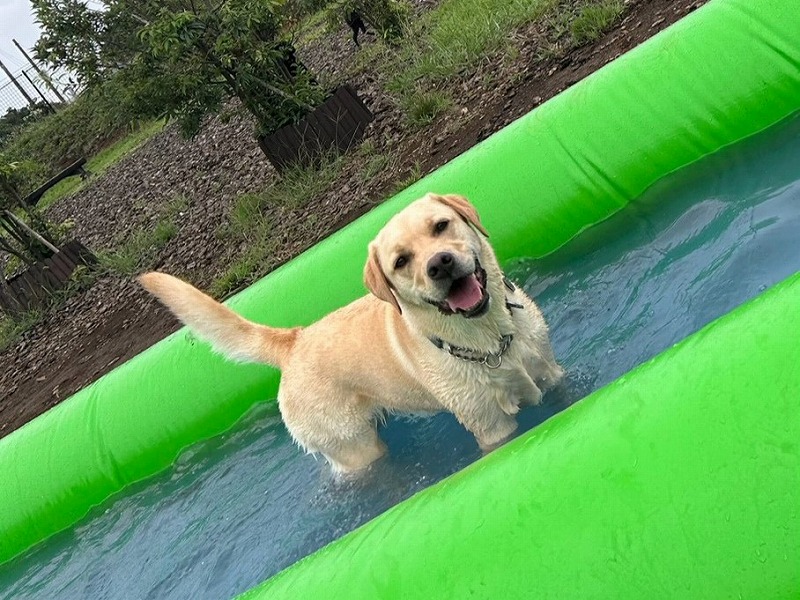 ペット向けウォーキングプールに入る犬