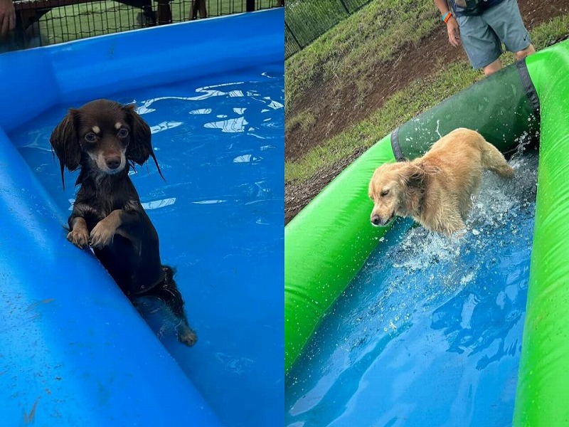 わんわんプールペット向けウォーキングプールで遊ぶ犬