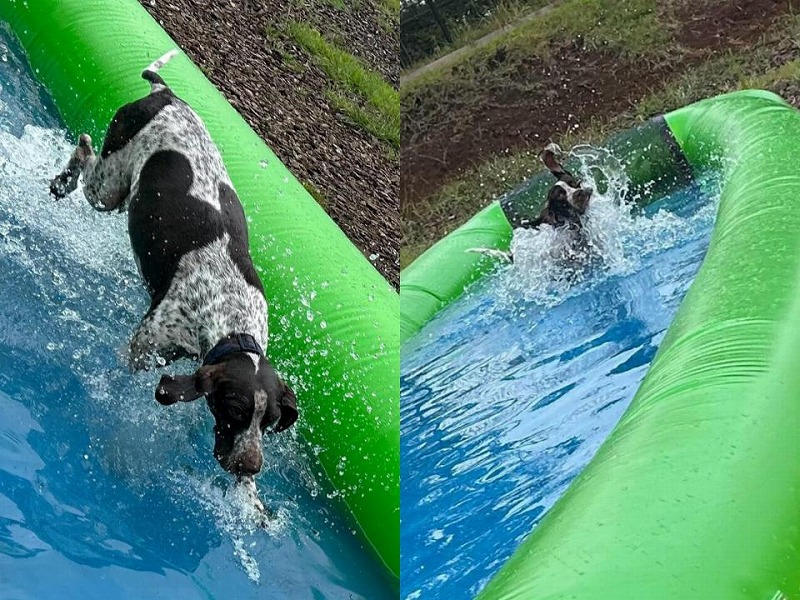 ペット向けウォーキングプールで水しぶきを上げて楽しむ犬